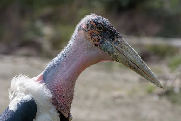 Marabou Stork Leptoptilos Crumeniferus Large Wading Bird Stork Family Ciconiidae — Stock Photo, Image