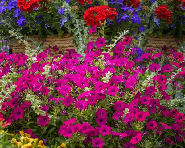 Magenta Ampoules Petunia Весняні Квіти Квіти Садів Парків Балконів Терас — стокове фото
