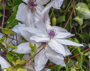 Clematis Kar Kraliçesi, büyük, beyaz ve narin mor sisli çiçekler. Bahçeler, parklar, balkon terasları için çiçekler. Kapat.