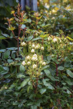 Tenceredeki beyaz güllerin minyatür çalısı. Bahçeler, parklar, balkonlar, teraslar için çiçekler.