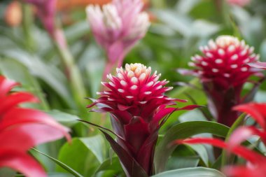 Guzman, tütsülenmiş uçak, şablonsuz, ebediyen yeşil, epifiz, dekorasyon için iç mekan portresi.