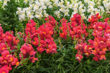 Antirrhinum majus, yaygın bir aslanağzı, bitkisel bir bitki. Bahçeler, parklar, balkonlar için çiçekler.