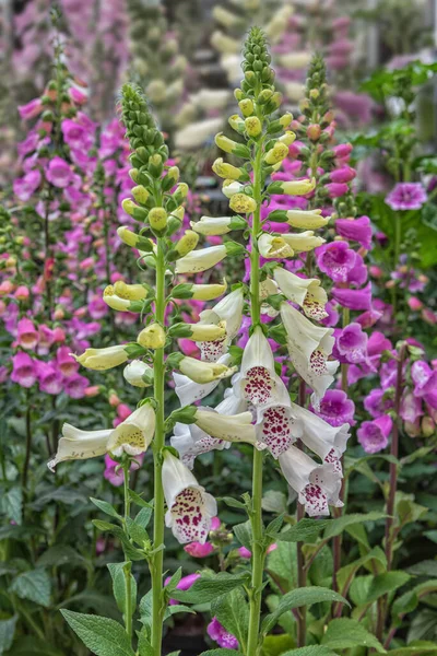 Foxglove Pink Panther Велике Доповнення Багаторічного Кордону Квіти Садів Парків — стокове фото