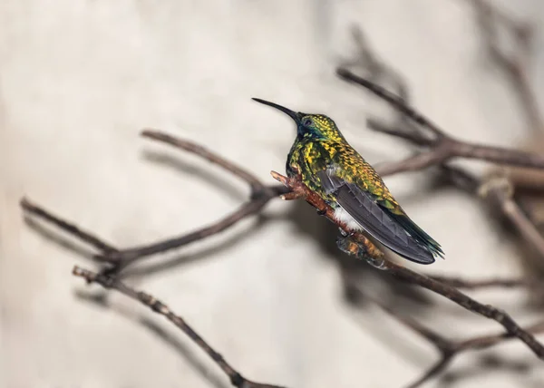 Hispaniolan Mango Anthracothorax Dominicus 속하는 벌새의 있어요 초상화 — 스톡 사진