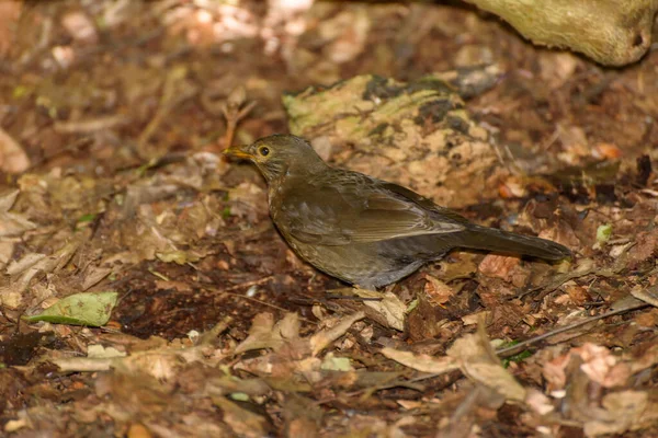 Pássaro Negro Comum Turdus Merula Uma Espécie Tordo Verdadeiro Observação — Fotografia de Stock