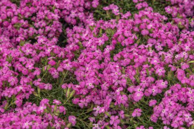 Saponaria officinalis, yaygın sabun otu, zıplayan bahis, karga sabunu, vahşi tatlı William ve sabun otu. Bahçeler, parklar, balkon teras odaları için çiçekler.