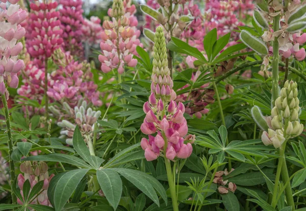 Lupinus Polyphyllus Altramuz Hojas Grandes Altramuz Hojas Grandes Altramuz Hojas — Foto de Stock