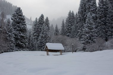 Bir kış sabahı, dağ ormanında taze kar..