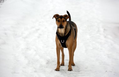Beyaz karlı arka planda genç bir köpek.