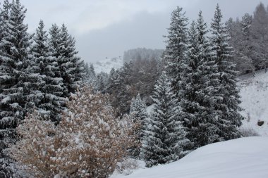 Bir kış sabahı, dağ ormanında taze kar..