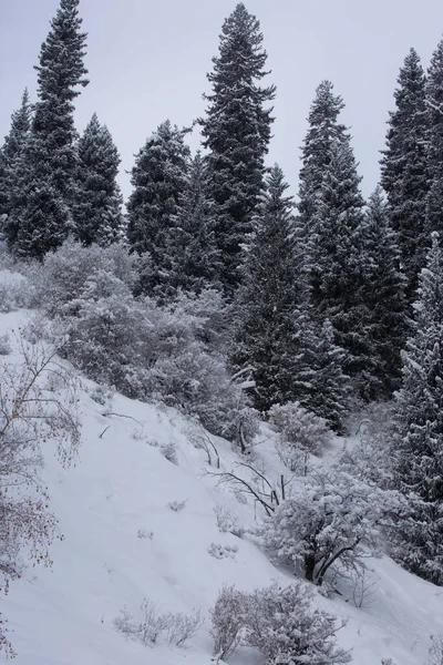 Świeży Śnieg Górskim Lesie Zimowy Poranek — Zdjęcie stockowe