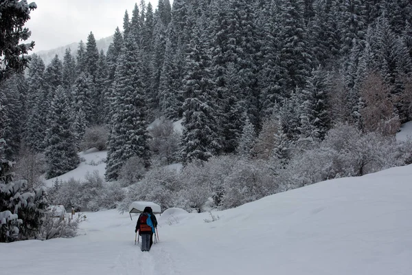 Nysnö Fjällskogen Vintermorgon — Stockfoto