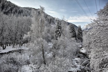 Dağ ormanlarındaki ağaçlarda kar ve buz.