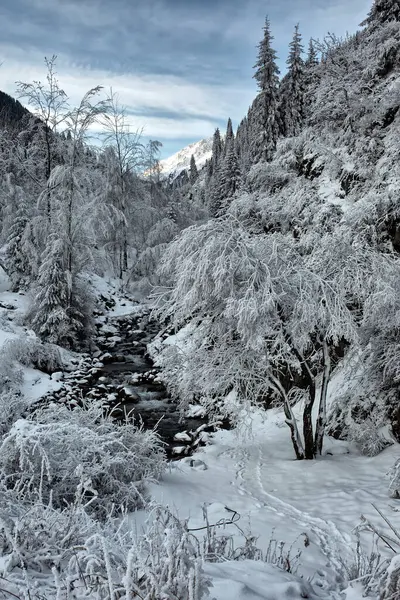 Sne Frost Træerne Bjergskoven - Stock-foto