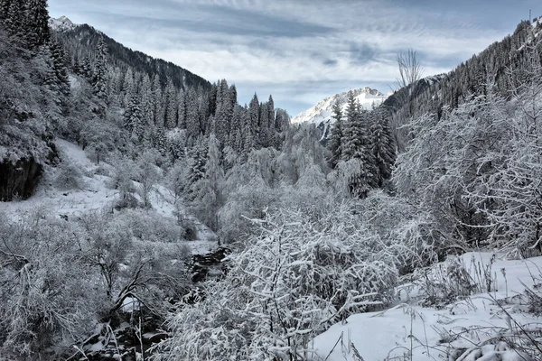 Neige Gel Sur Les Arbres Dans Forêt Montagne — Photo