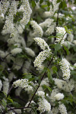 Ağaç çiçekleriyle bahar arkaplanı.