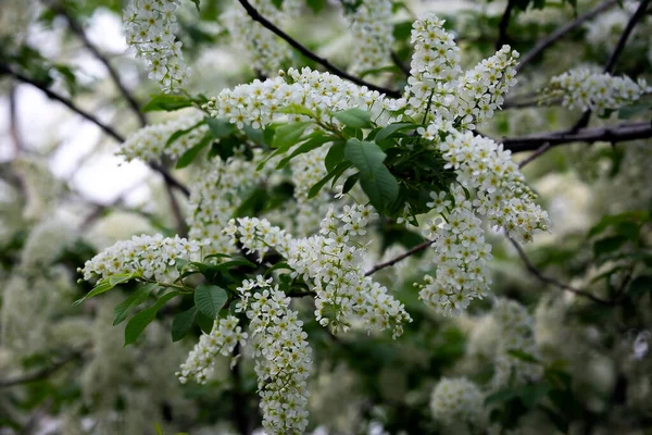 Ağaç çiçekleriyle bahar arkaplanı.