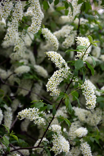 Ağaç çiçekleriyle bahar arkaplanı.