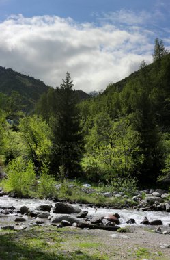 Yaz günü bir dağ ormanında manzara..