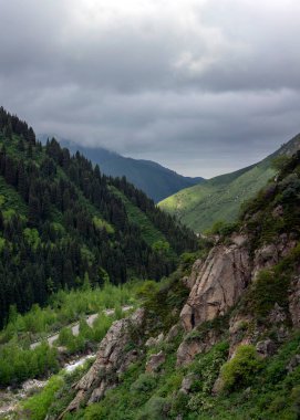 Yazın bir dağ ormanında nehir manzarası.