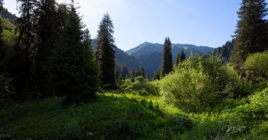Bir yaz günü dağlarda orman.