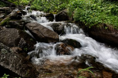 Bir dağ ormanında temiz su akıntısı.
