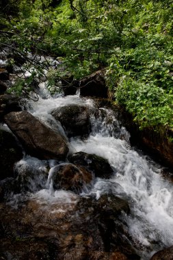 Bir dağ ormanında temiz su akıntısı.