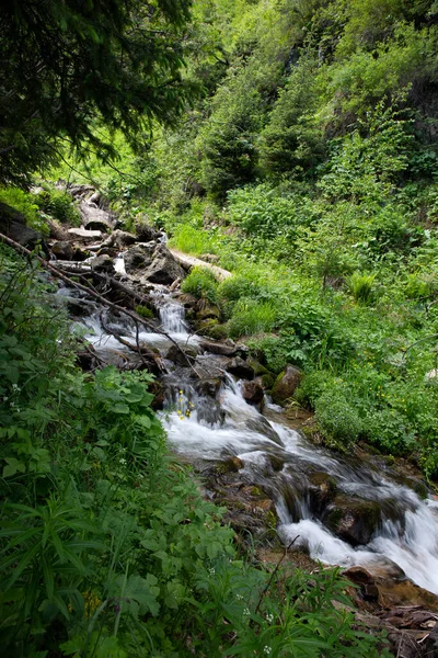 Bir dağ ormanında temiz su akıntısı.
