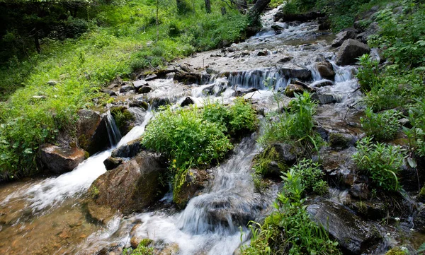Bir dağ ormanında temiz su akıntısı.