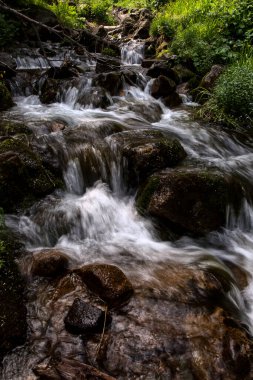 Bir dağ ormanında temiz su akıntısı.
