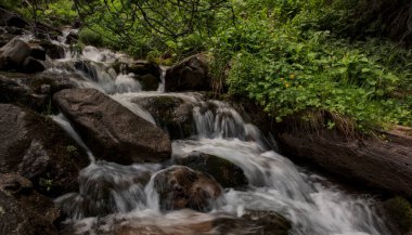 Bir dağ ormanında temiz su akıntısı.