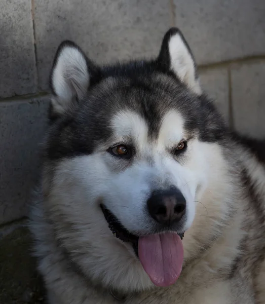 Porträt Eines Hundes Alaskan Malamute — Stockfoto