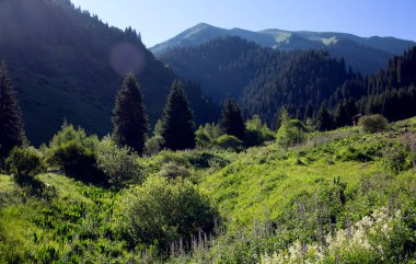 Butakovsky Vadisi 'nde bir yaz günü orman. Almatı Şehri, Kazakistan Cumhuriyeti.
