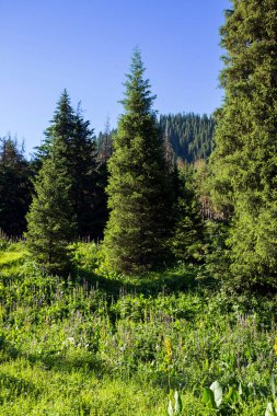 Butakovsky Vadisi 'nde bir yaz günü orman. Almatı Şehri, Kazakistan Cumhuriyeti.