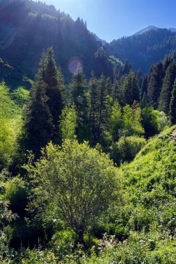 Butakovsky Vadisi 'nde bir yaz günü orman. Almatı Şehri, Kazakistan Cumhuriyeti.