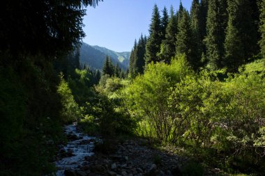 Butakovsky Vadisi 'nde bir yaz günü orman. Almatı Şehri, Kazakistan Cumhuriyeti.