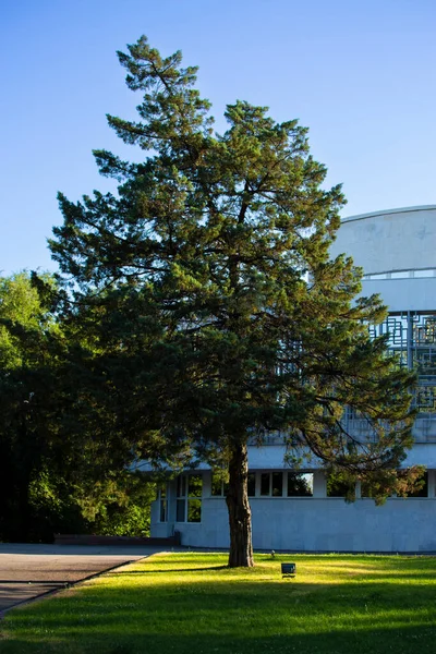 Pino Árbol Césped Ciudad —  Fotos de Stock