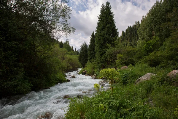 山林の川のある夏の風景 — ストック写真
