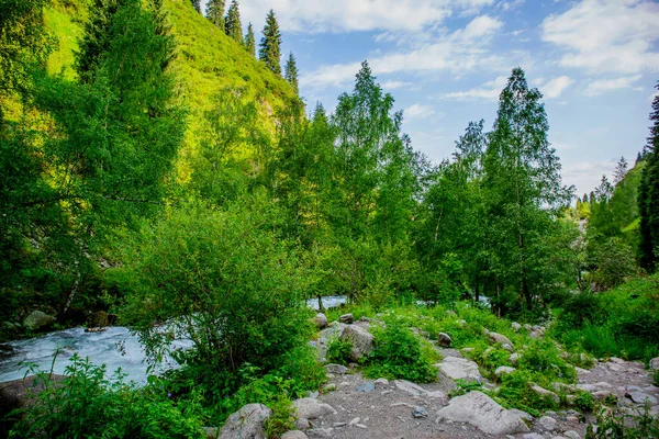 Letni Krajobraz Rzeką Górskim Lesie — Zdjęcie stockowe