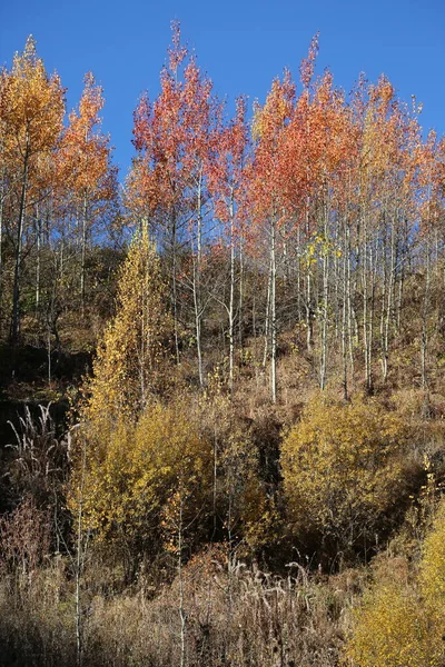 가을에 산지의 — 스톡 사진