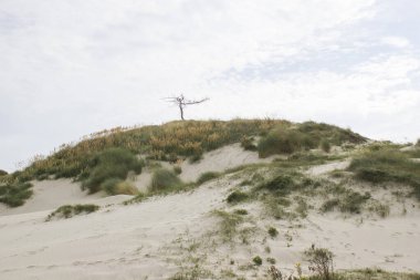 Haamstede 'deki kum tepeleri manzarası, Hollanda' daki Zeeland.