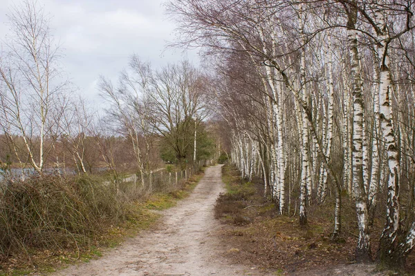 Hollanda Daki Maasduinen Ulusal Parkı Nda Manzara — Stok fotoğraf