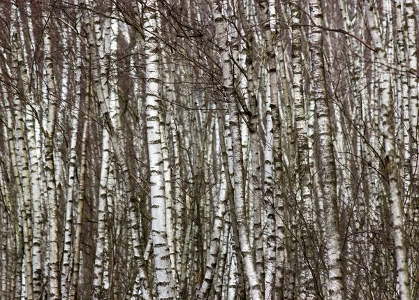 Huş Ağaçları Hollanda Daki Ulusal Park Maasduinen — Stok fotoğraf