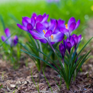 Crocus - ilkbahar çiçeklerinden biri.
