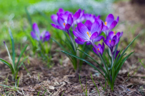 Crocus Egyik Első Tavaszi Virág — Stock Fotó