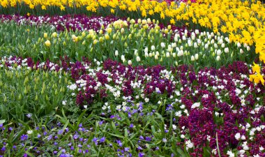 Hollanda 'daki Keukenhof' ta bahar çiçekleri