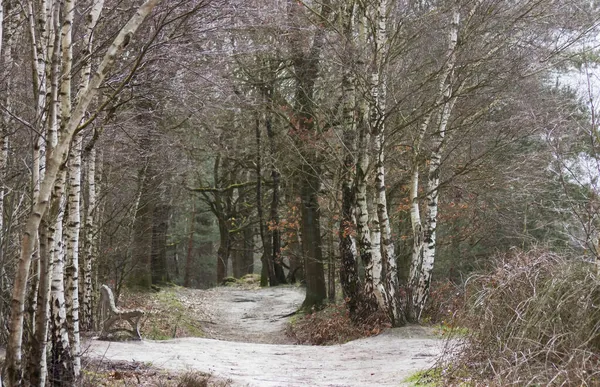 Nemzeti Park Maasduinen Alföldön — Stock Fotó