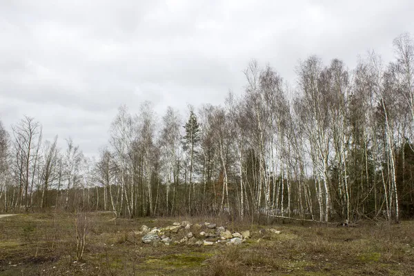 Krajobraz Parku Narodowym Maasduinen Holandii — Zdjęcie stockowe