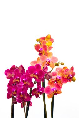 Güzel pembe ve turuncu orkideler çiçekler - falaenopsis - beyaz arkaplan