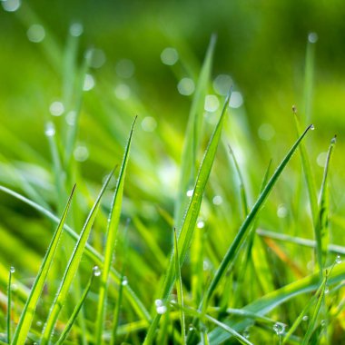 Taze yeşil çimenler. Yumuşak Odaklanma. Soyut Doğa Arkaplanı